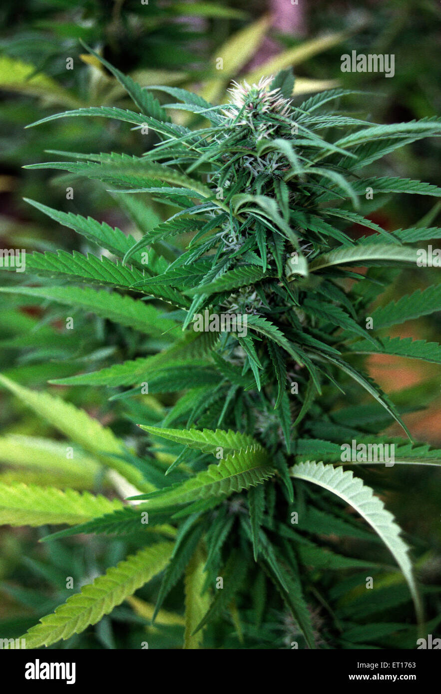 Leaves of a cannabis plant Stock Photo