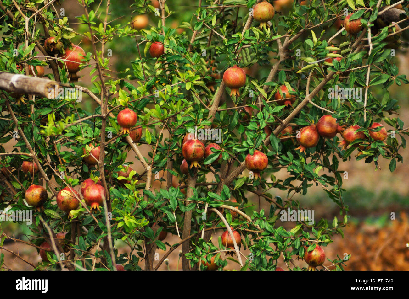 Pomegranate fruits on trees Maharashtra India Asia Stock Photo