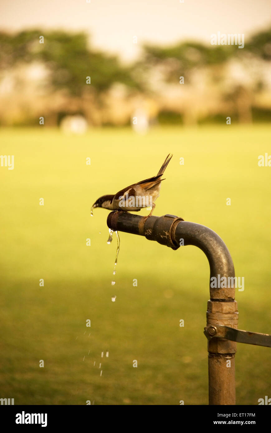 Bird drinking from water tap hi-res stock photography and images - Alamy