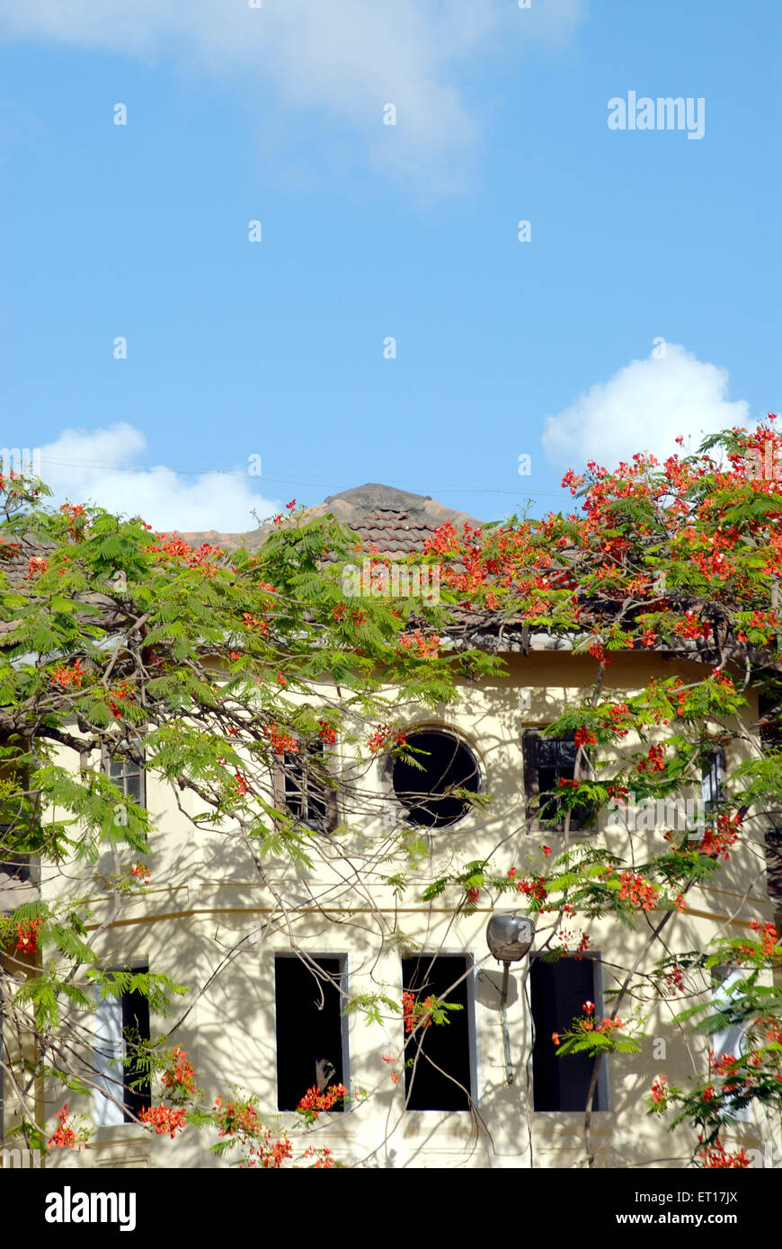 Architect ; typical old house cover with the Gulmarg red flower ; Bombay Mumbai ; Maharashtra ; India Stock Photo