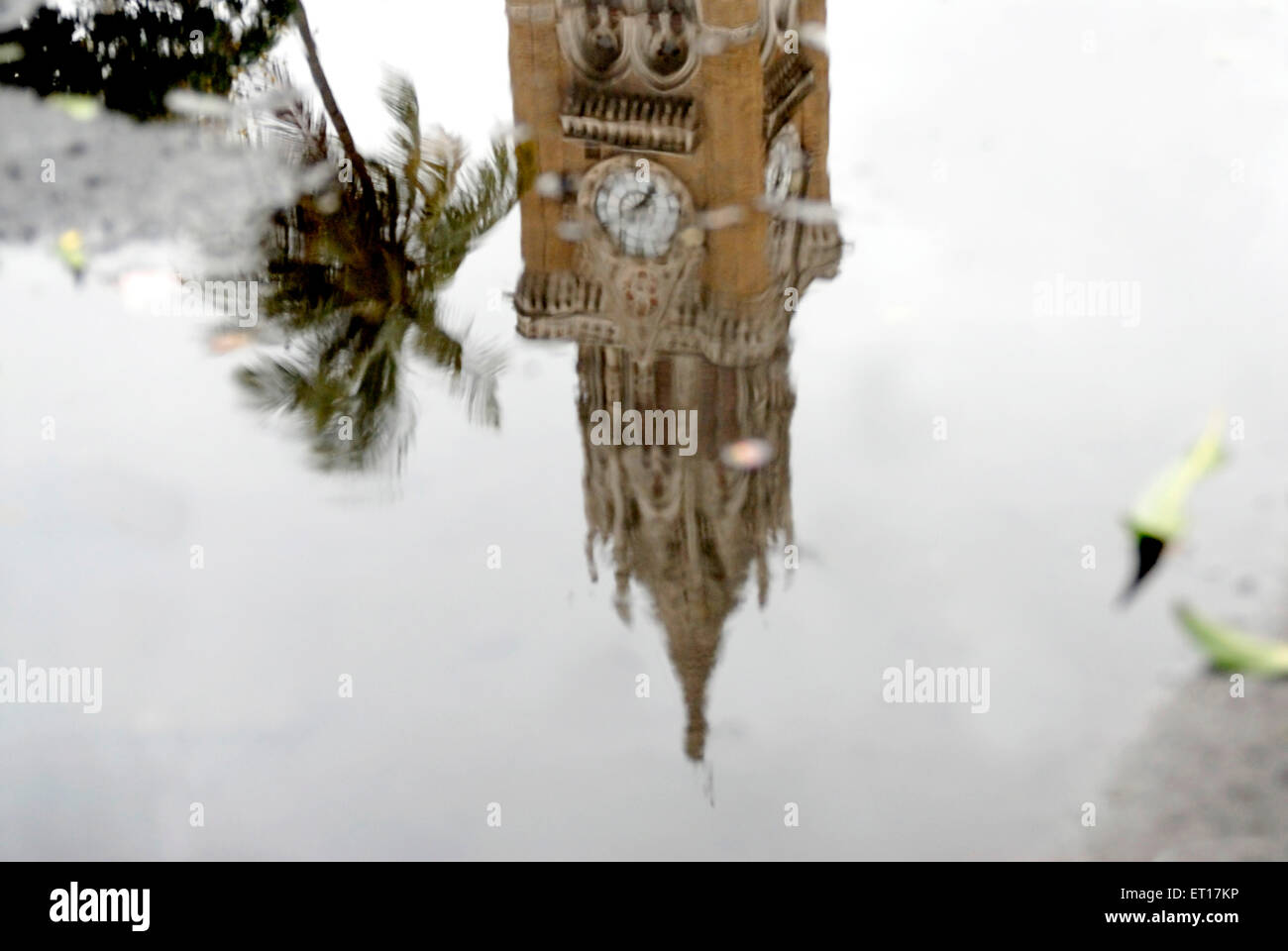 Reflection of Rajabhai tower in water with Green Grass ; Bombay Mumbai ; Maharashtra ; India Stock Photo