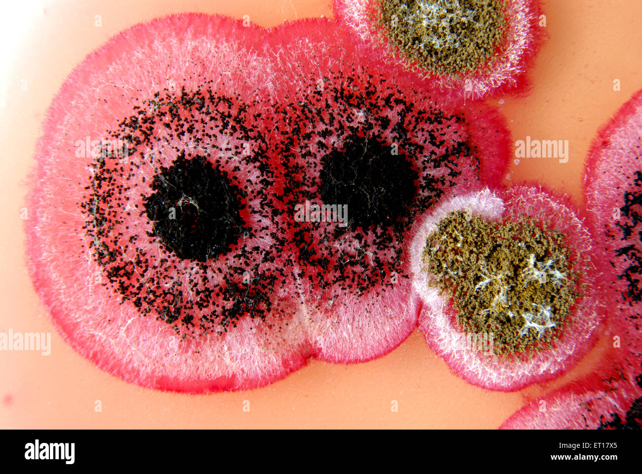 Scientific research fungal colonies cotton seeds on Rose Bengal Chloramphenicol Agar Stock Photo