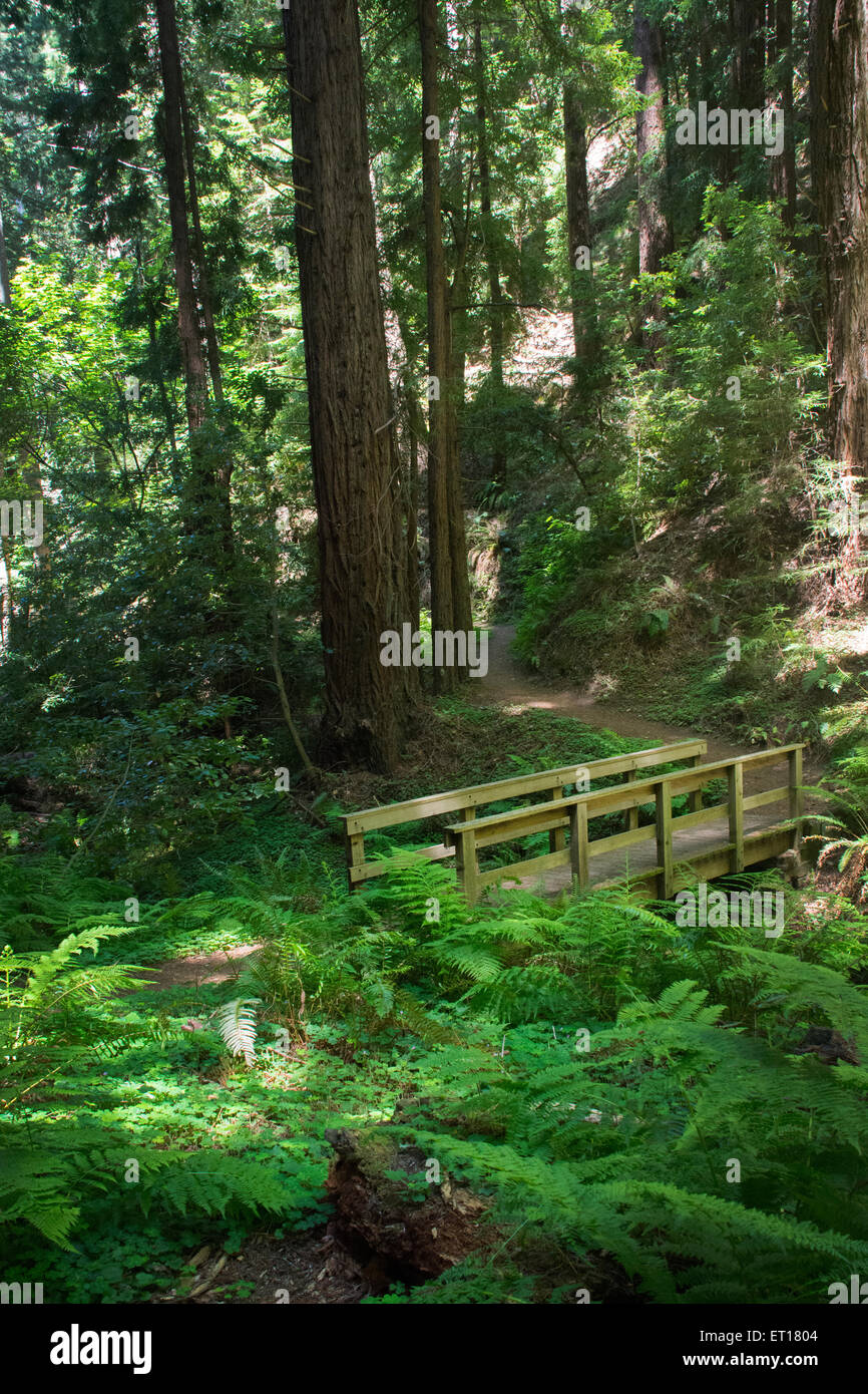 Hiking Trail, Purisima Creek Redwoods, San Mateo County, California Stock Photo