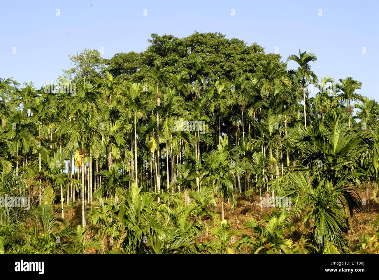 Areca catechu, betel tree, betel nut tree, areca nut tree, Port Blair