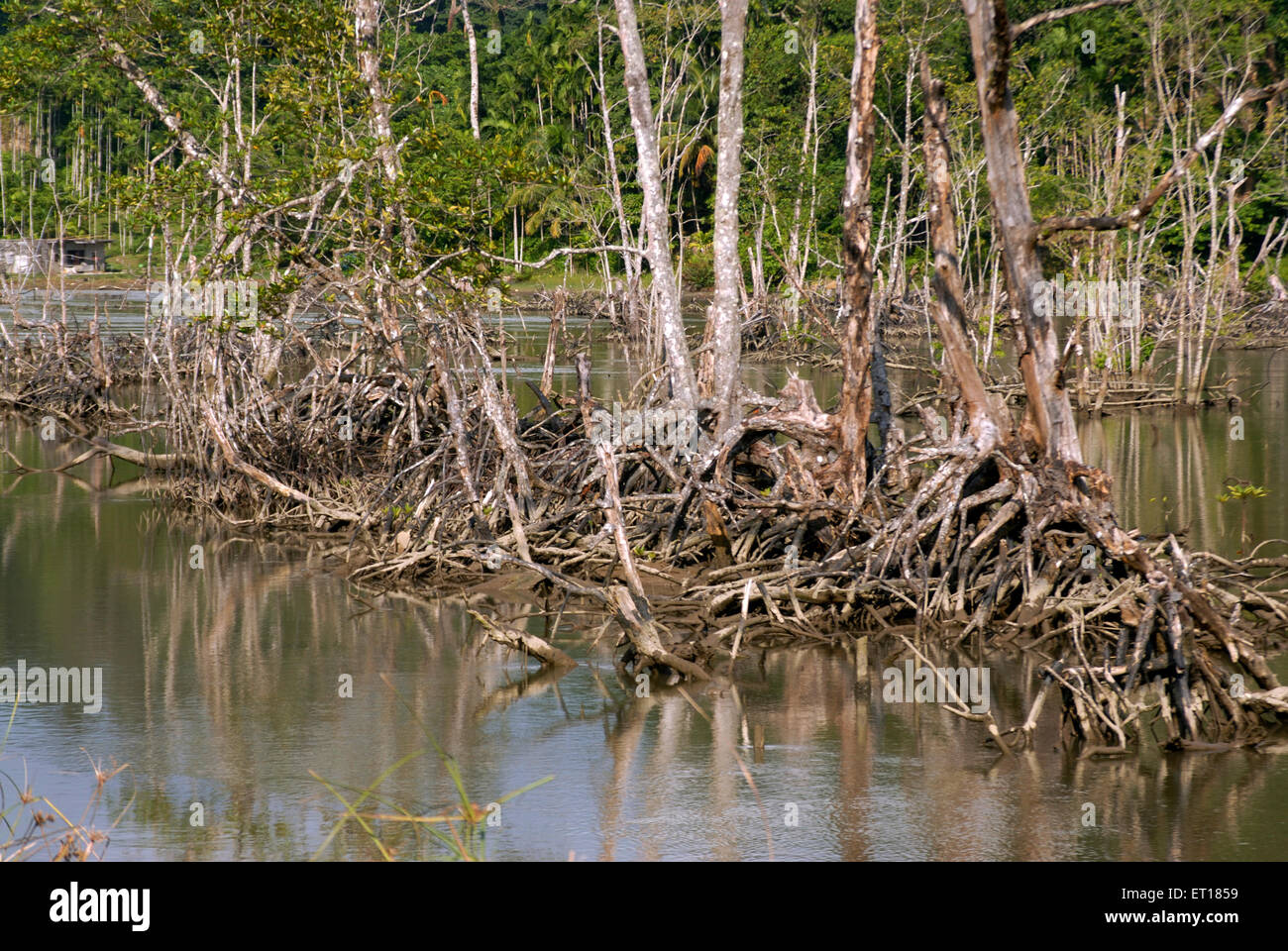 Mangrove roots, Red Skin Island, marine national park, Port Blair, Andaman and Nicobar Islands, Union territory of India, UT, India, Asia Stock Photo