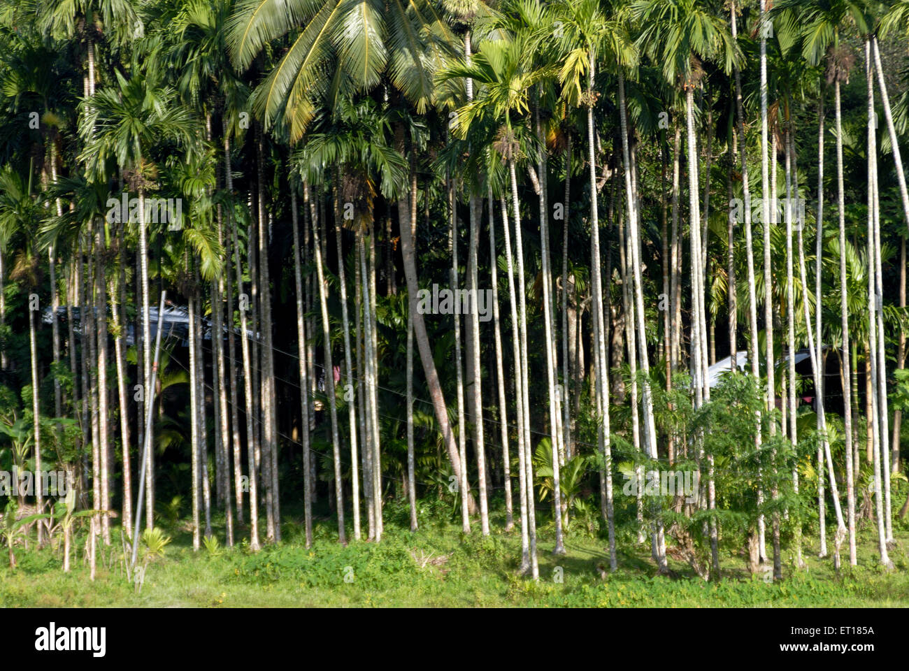 Areca catechu, areca nut tree, betel nut trees, Red Skin Island, Port Blair, Andaman and Nicobar Islands, Union territory, UT, India, Asia Stock Photo