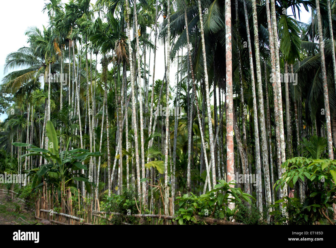 Areca catechu, areca nut tree, betel nut trees, Red Skin Island, Port Blair, Andaman and Nicobar Islands, Union territory, UT, India, Asia Stock Photo