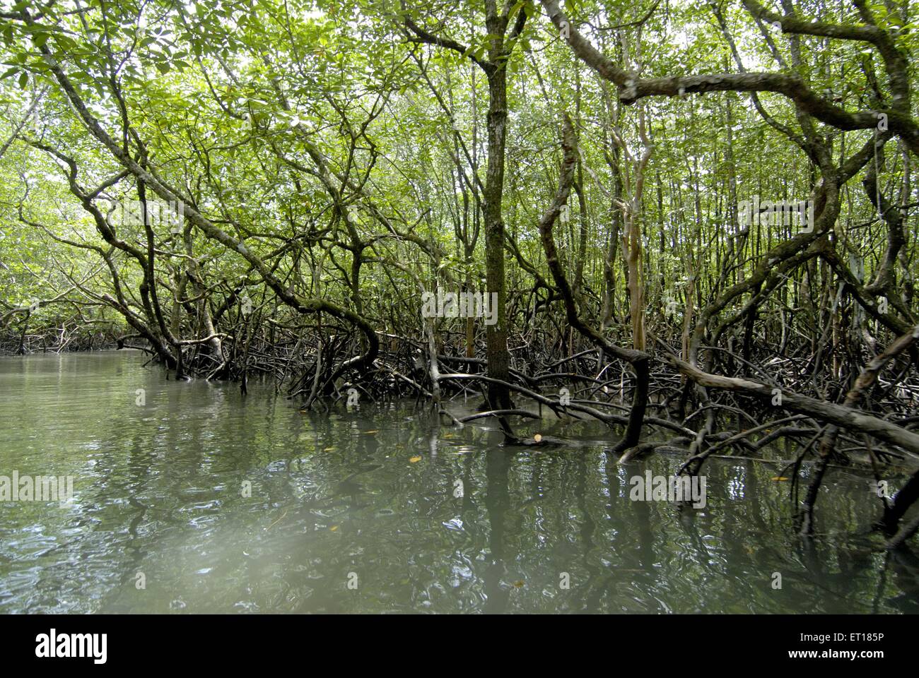 Shallow water and mangrove ; Andaman Islands ; Bay of Bengal ; India October 2008 Stock Photo
