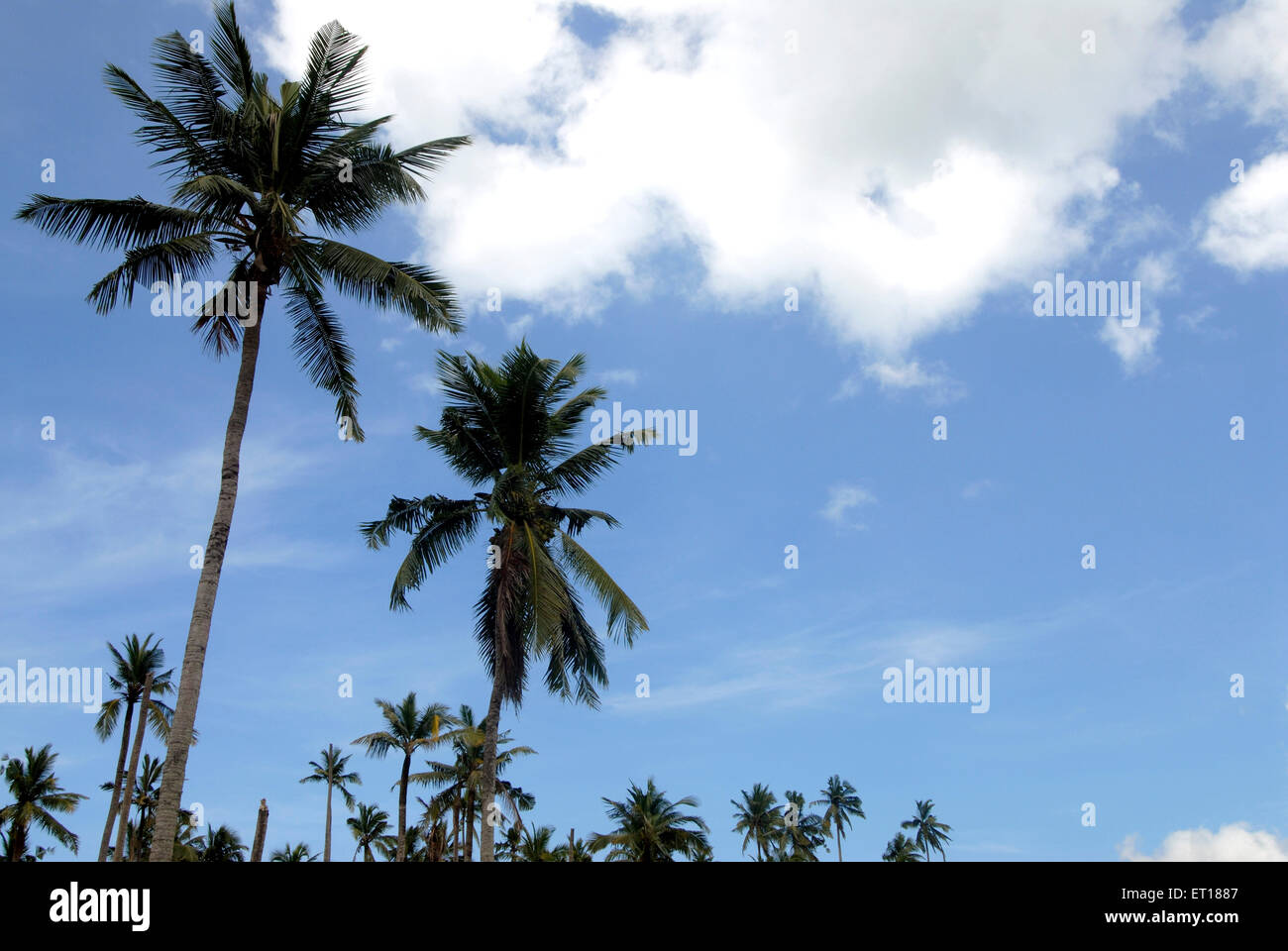 Coconut trees, Port Blair, Andaman and Nicobar Islands, Union territory of India, UT, India, Asia Stock Photo