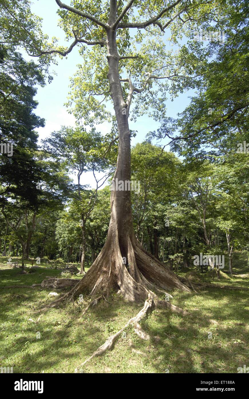 Green tree at Andaman and Nicobar Islands ; India November 2008 Stock Photo