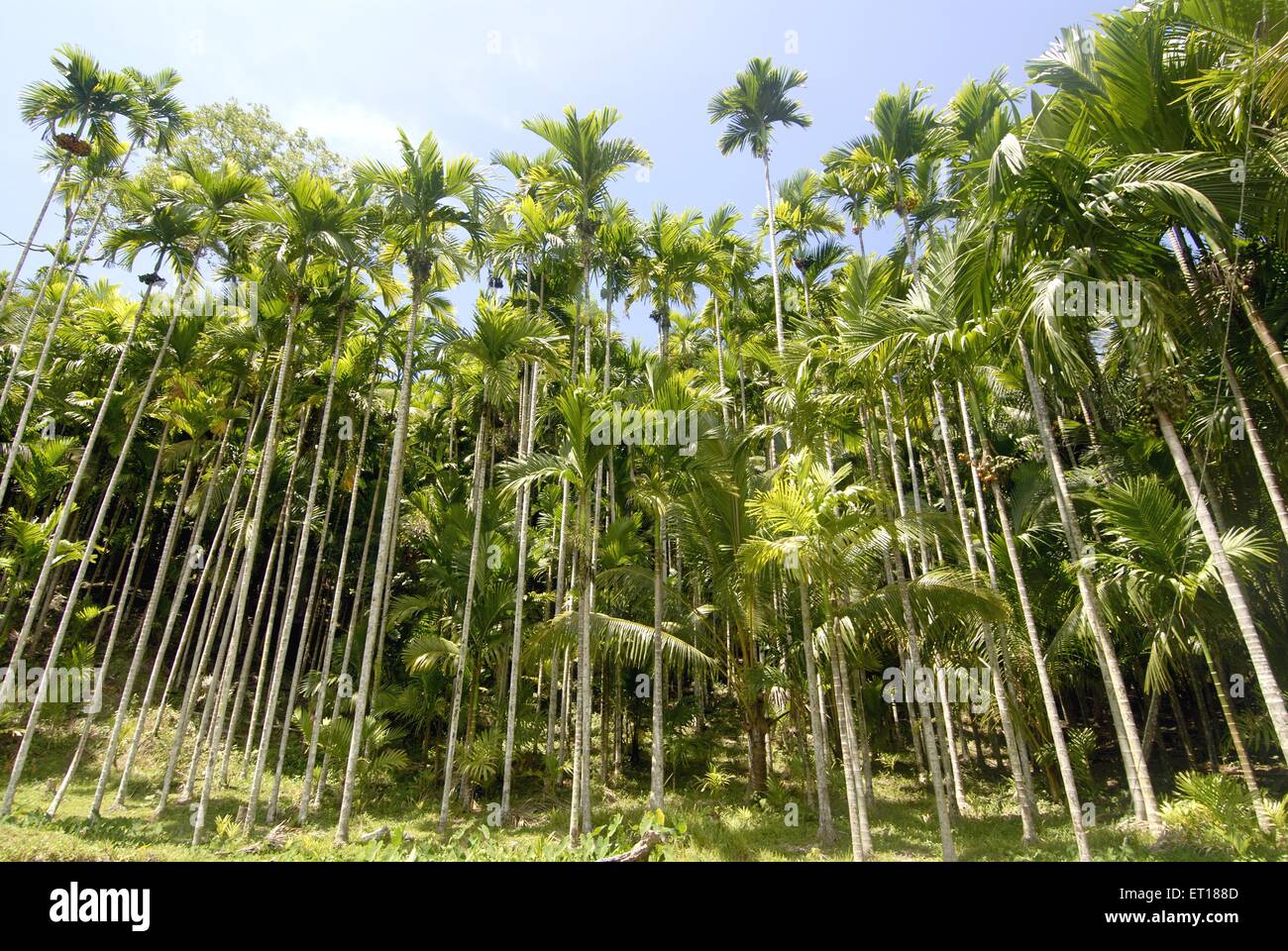 Areca nut trees, betel nut trees, areca palm, Port Blair, Andaman and Nicobar Islands, Union territory of India, UT, India, Asia Stock Photo