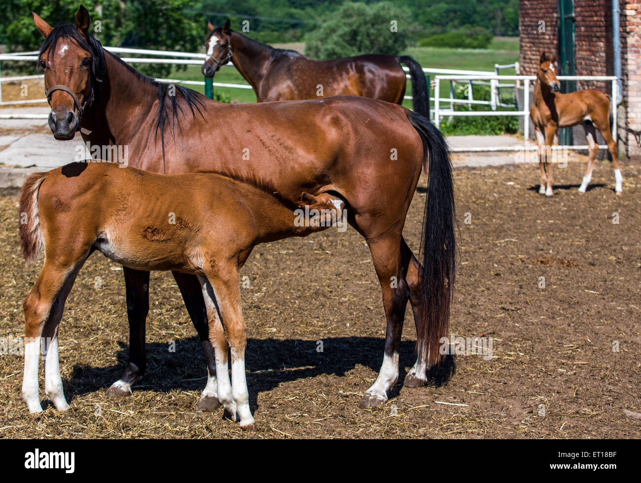 A young foal gets milk from its mother on a stud farm in Ganschow, Germany,  10 June 2015. The Ganschow stud farm with its 250 horses, including 60  breeding mares, celebrates its