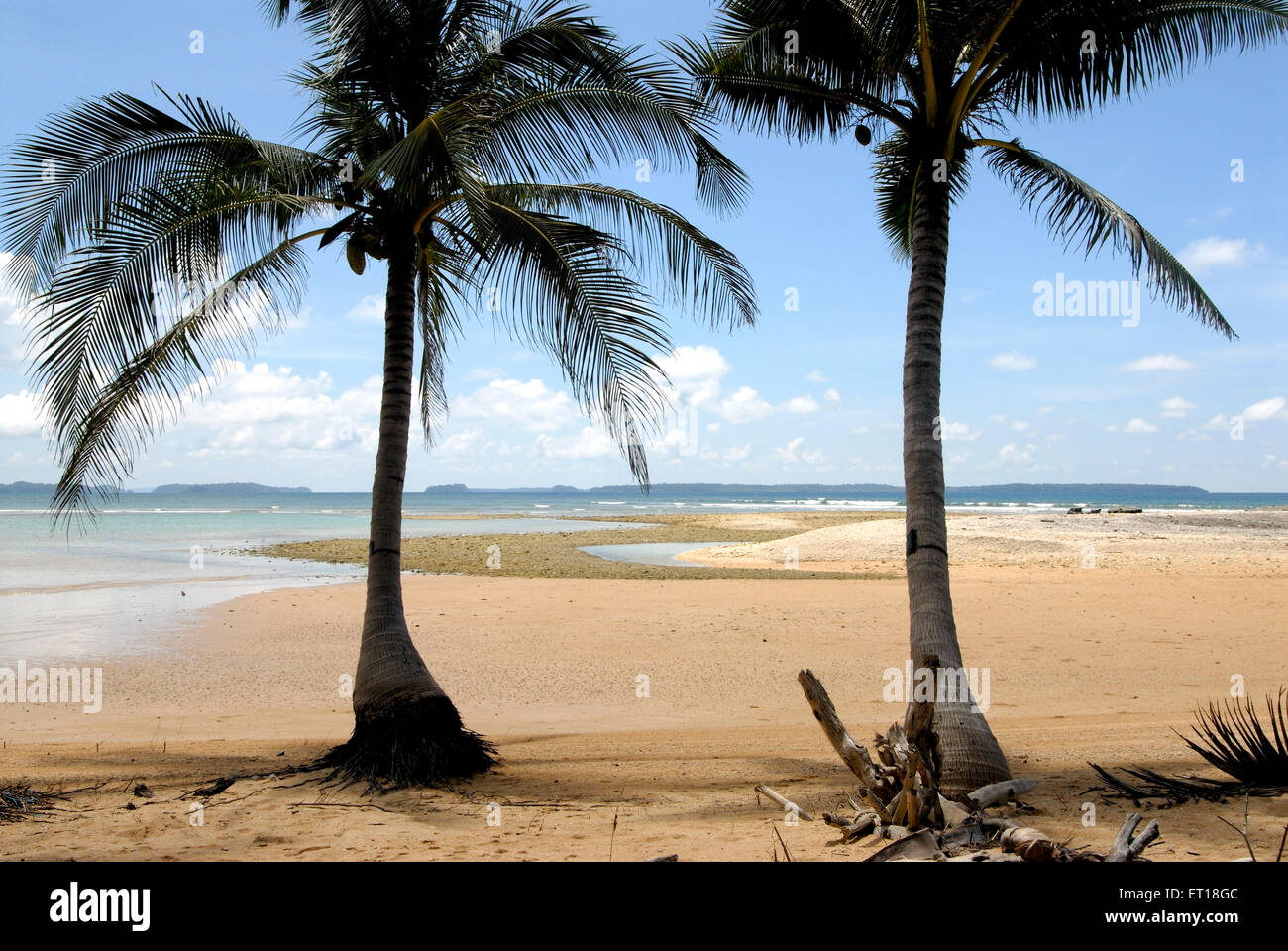 Coconut trees at Radhanagar beach ; Havelock Islands ; Bay of Bengal ; Andaman and Nicobar Islands ; India November 2008 Stock Photo