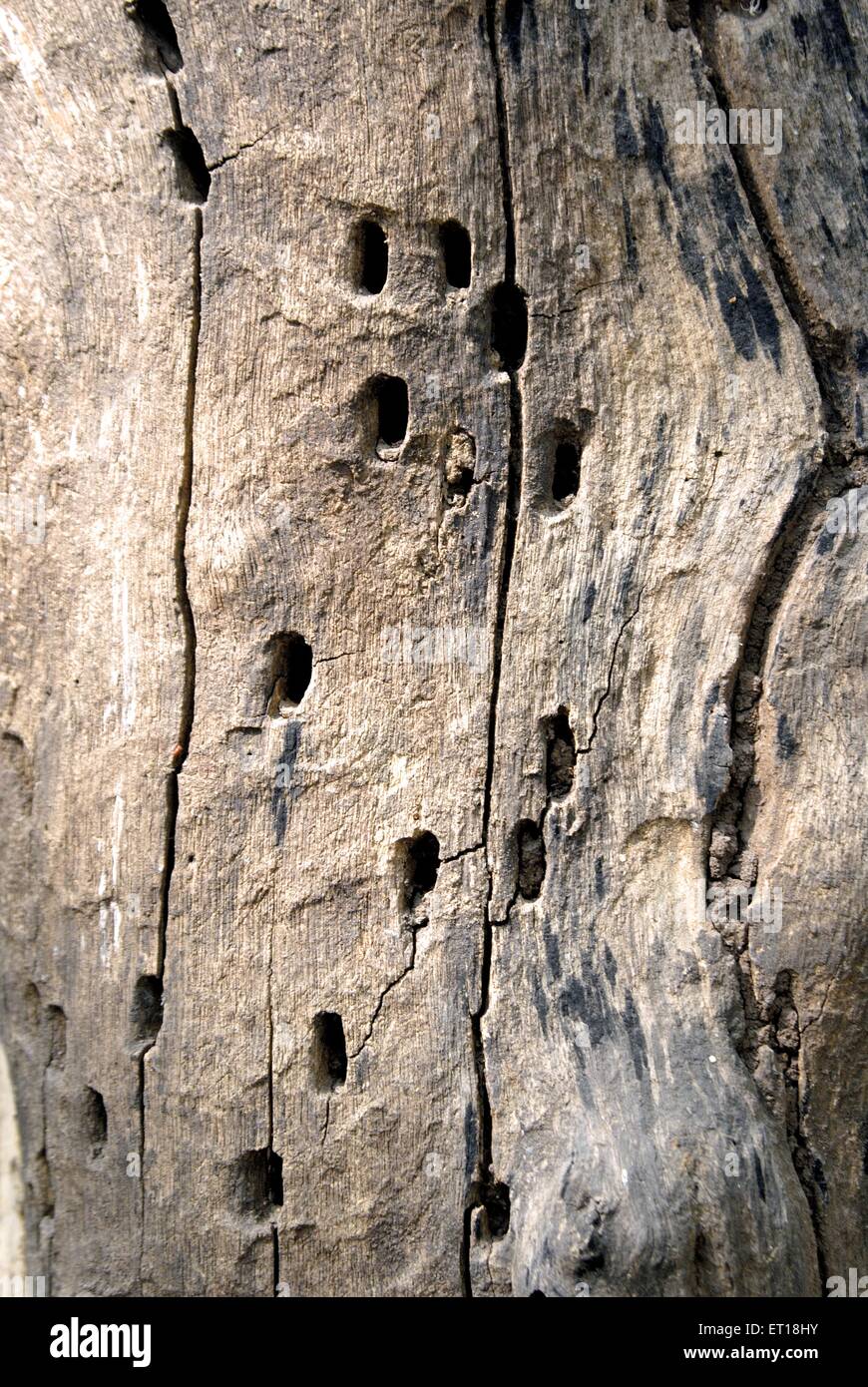 Eucalyptus tree trunk holes Stock Photo Alamy