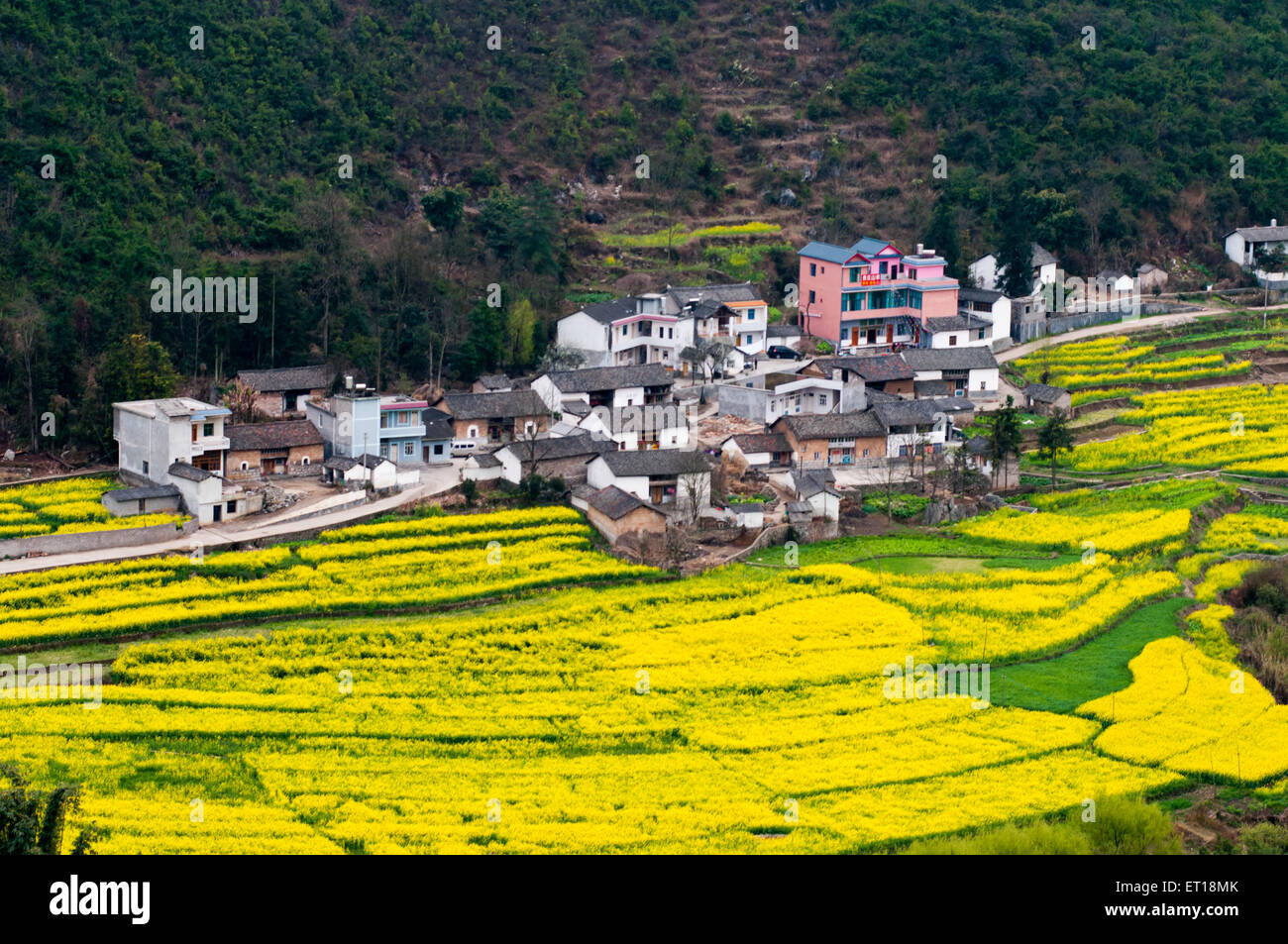 Yellow rapeseed flower field in Luoping, China Stock Photo