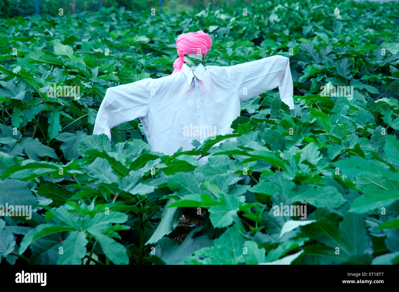 Humanoid scarecrow , scarecrow in field, decoy, mannequin, white shirt, pink turban, India Stock Photo