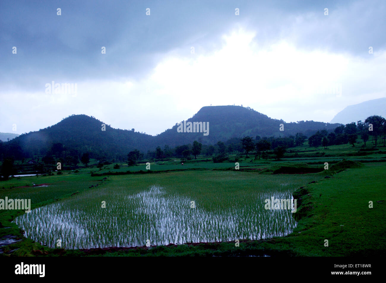 Paddy field, flooded field, rice field, Bhandardara, Maharashtra, India, Asia, Indian, Asian Stock Photo