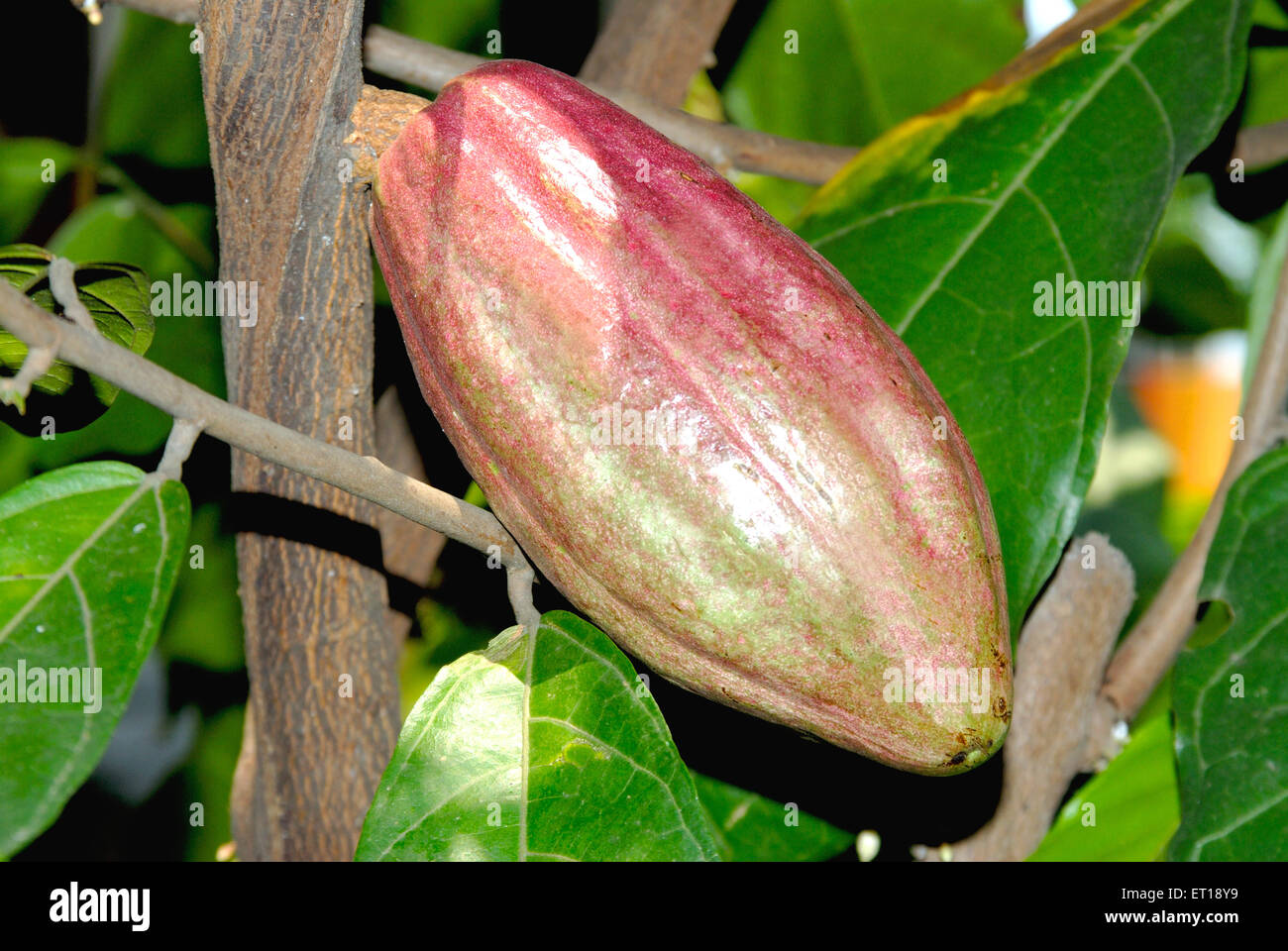 Cacao fruit on plant theobrama cacao Malaysia Stock Photo