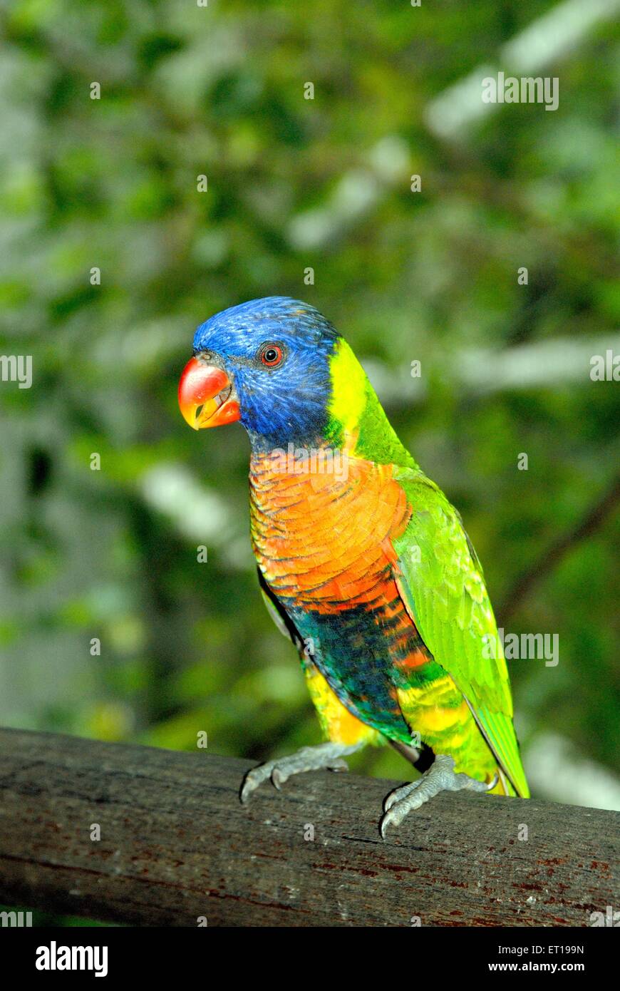 Colourful macaw at jurong bird park ; Singapore Stock Photo