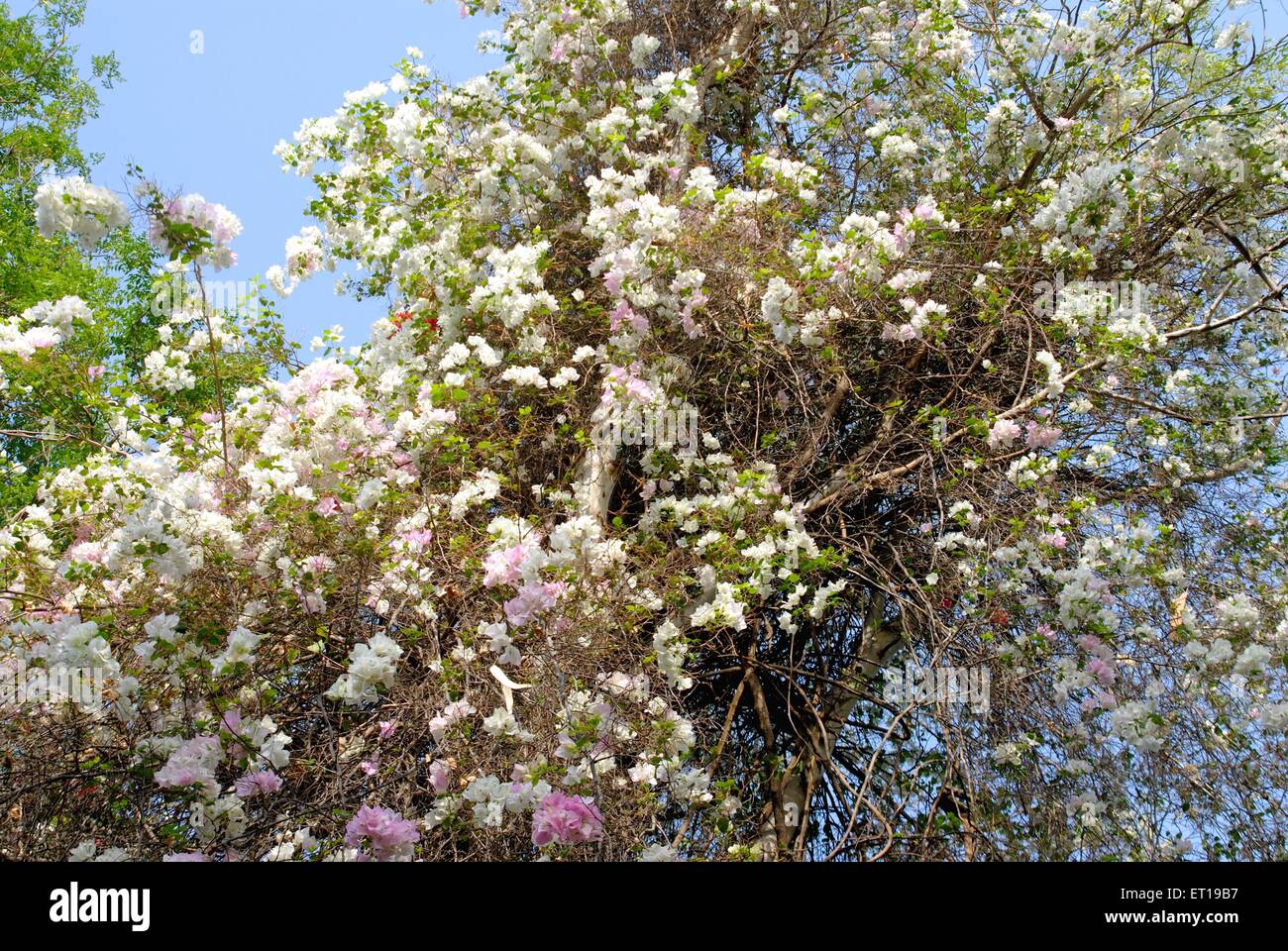 White bougainvillea tree Stock Photo