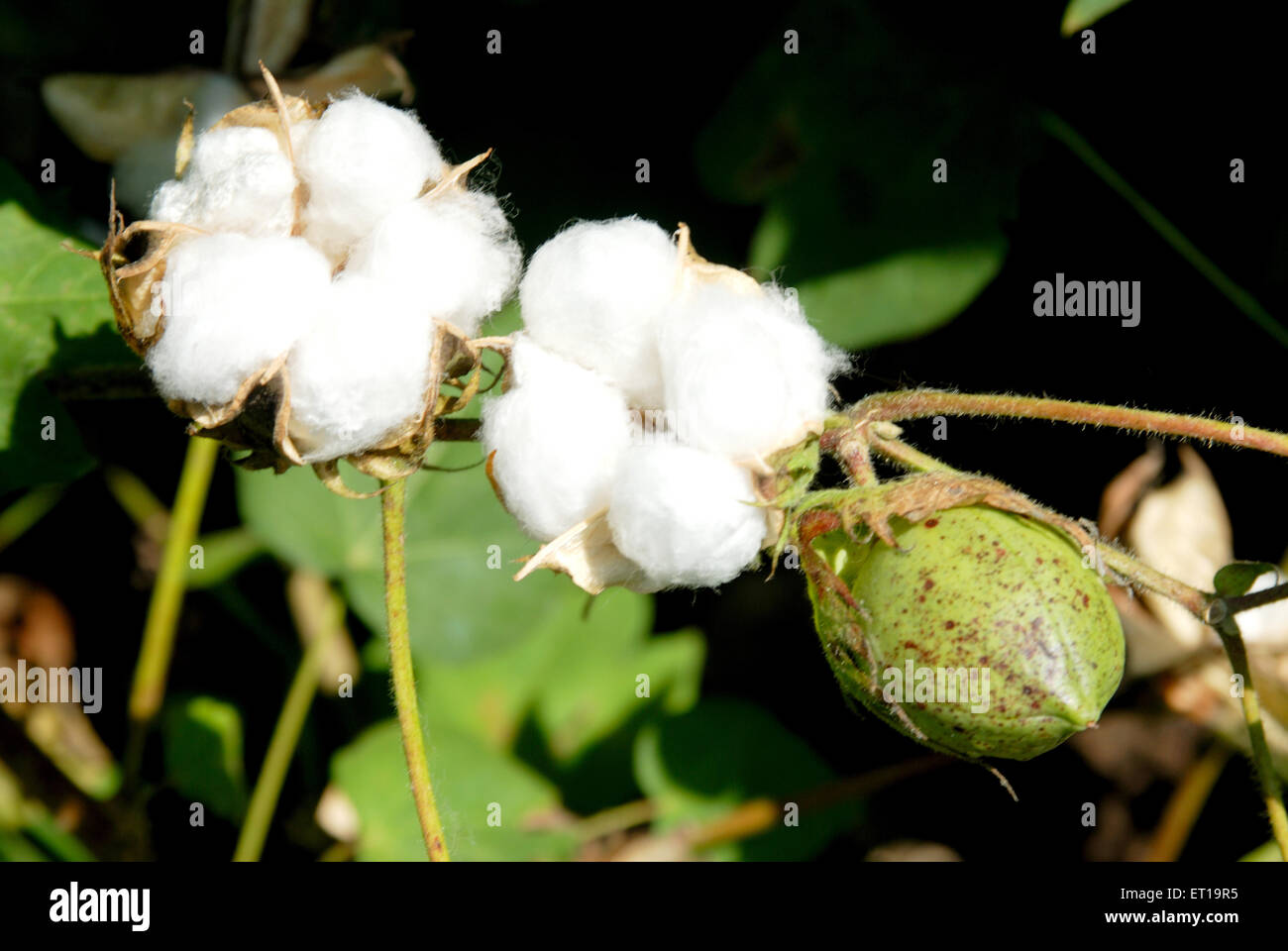 Cotton plantation, Gossypium hirsutum, Gossypium barbadense, Amreli,  Gujarat, India Stock Photo