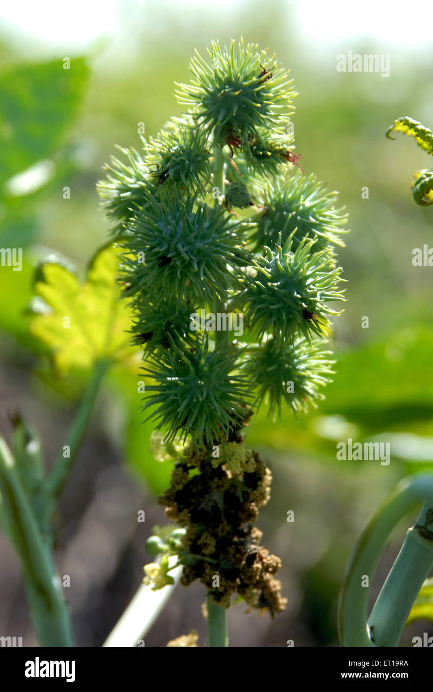 Ricinus communis, castor bean, castor oil plant, Amreli, Gujarat, India Stock Photo
