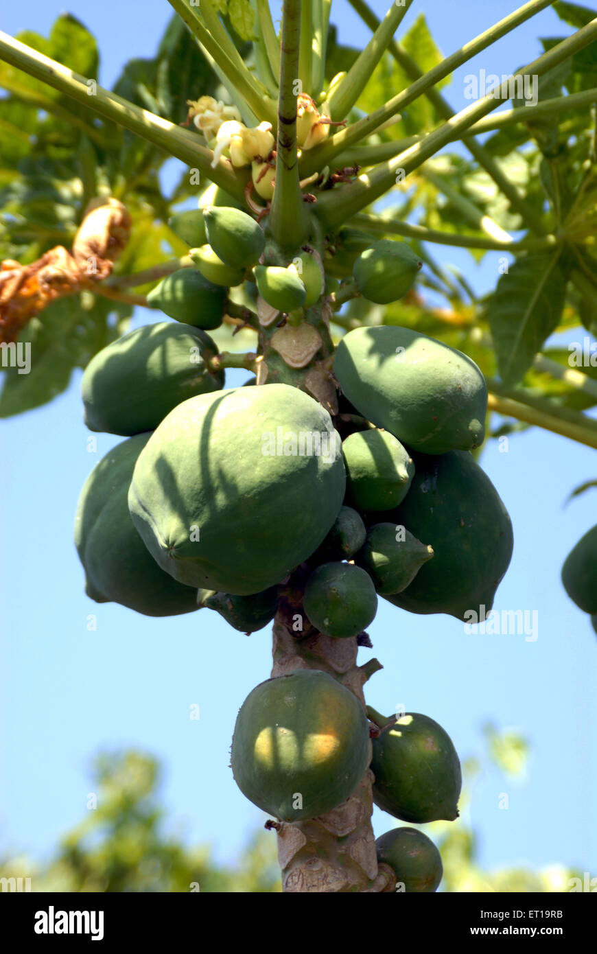 Papaya tree ; Amreli ; Gujarat ; India Stock Photo