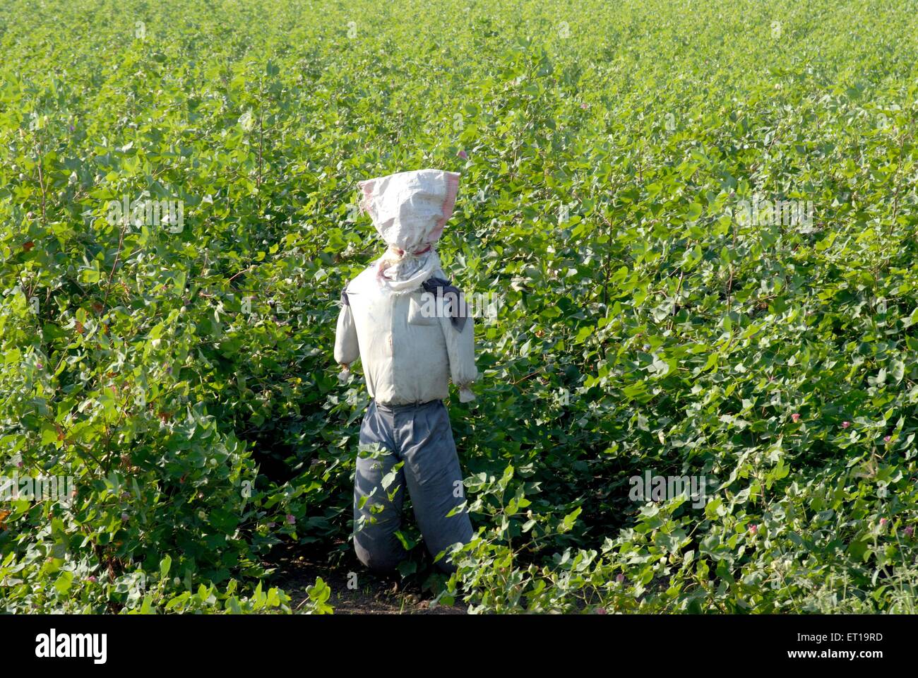 Cotton plantation scarecrow, Gossypium hirsutum, Gossypium barbadense, Amreli,  Gujarat, India Stock Photo