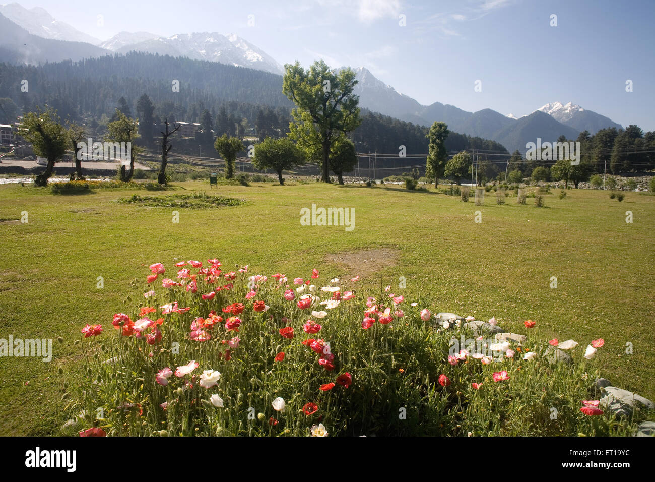 Himalayan flower ; Pahalgam ; Jammu and Kashmir ; India Stock Photo