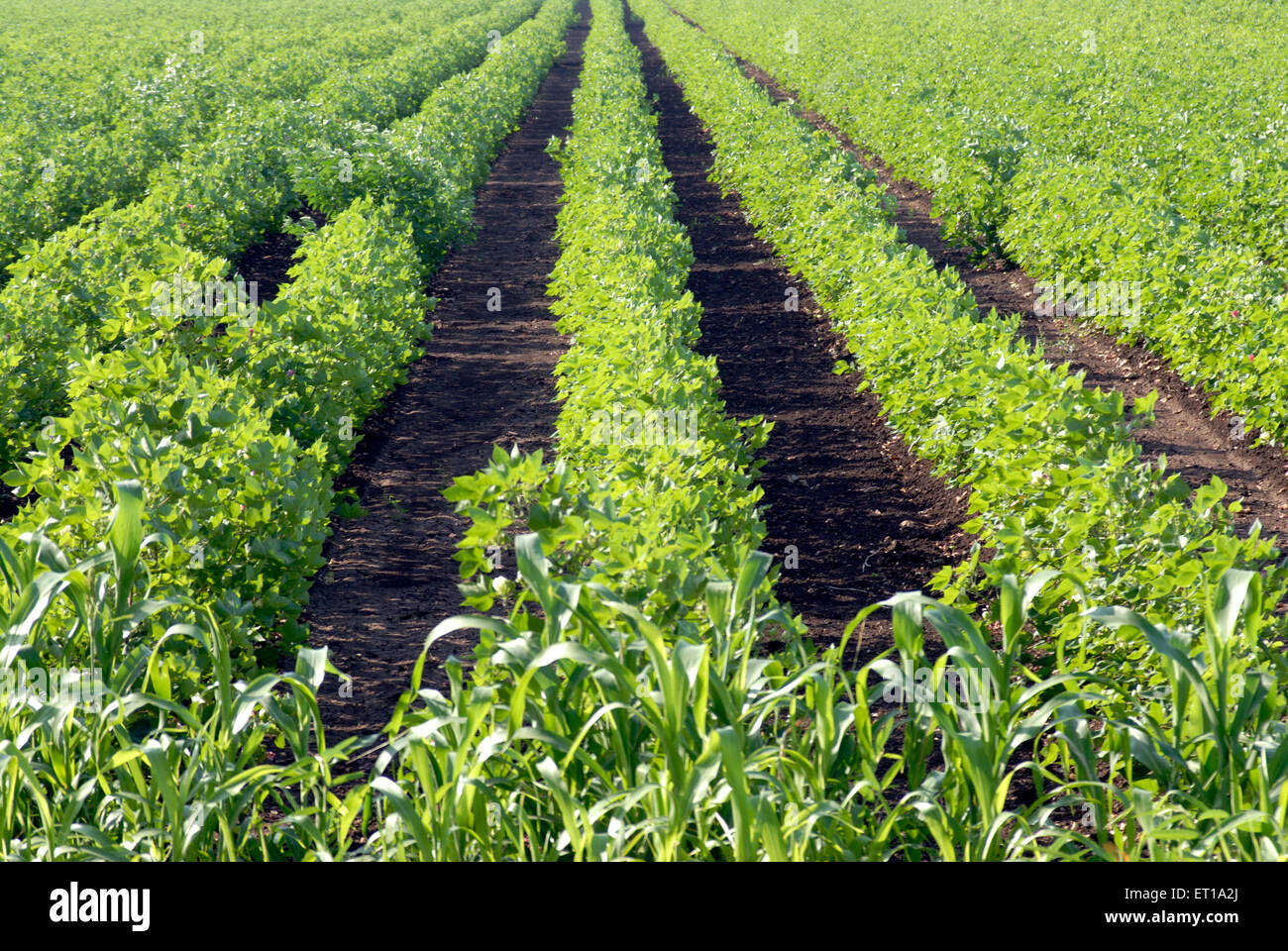 India Cotton Field High Resolution Stock Photography and Images Alamy