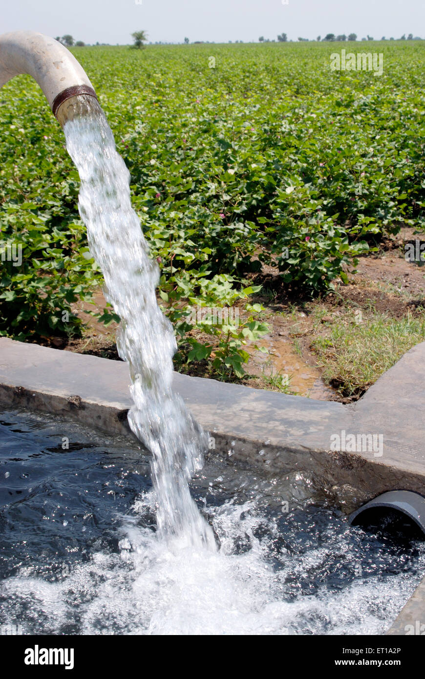 Water pouring from pipe at cotton plant field, Amreli, Gujarat, India Stock Photo