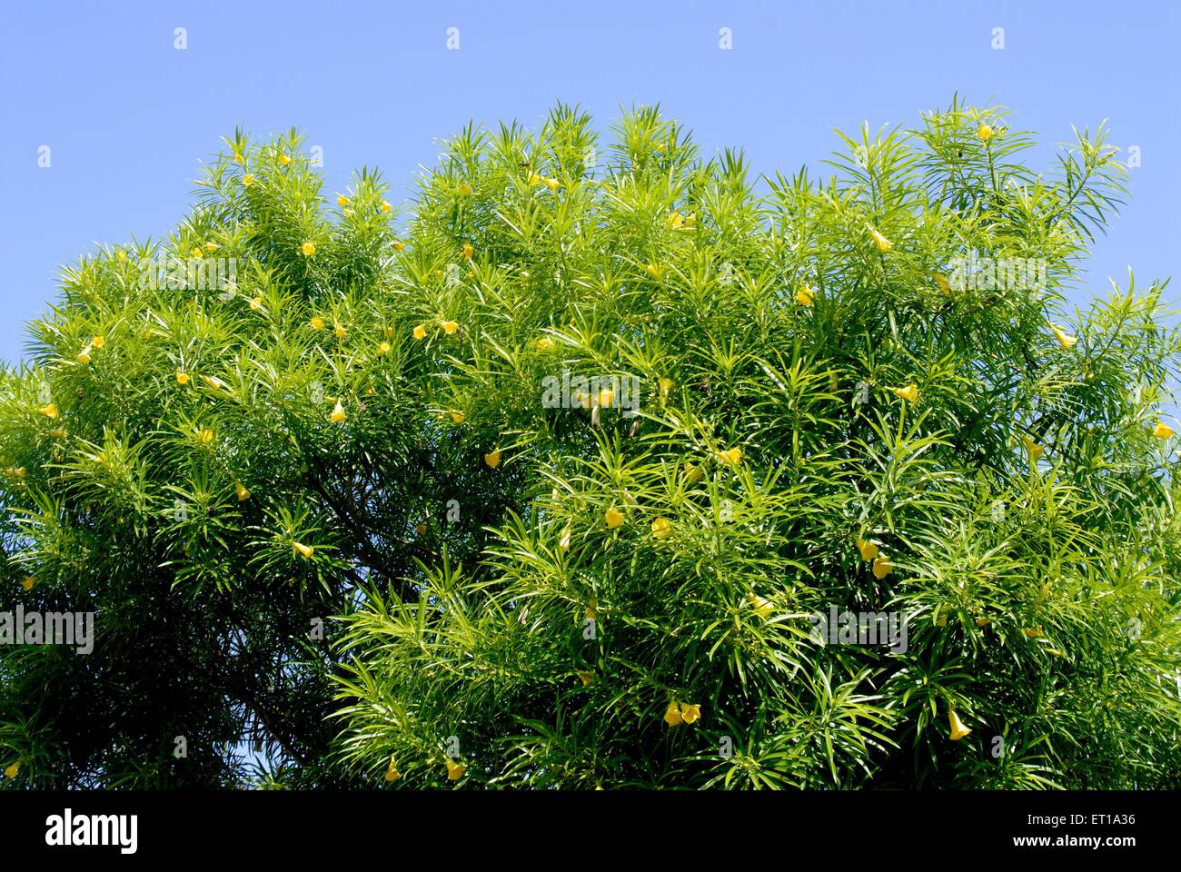 Pilli Kanner yellow oleander thevetia peruviana ; Amreli ; Gujarat ; India Stock Photo
