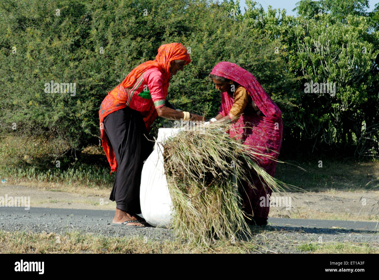 Women tie bundle of green grass , Amreli , Gujarat , India MR#364 Stock Photo