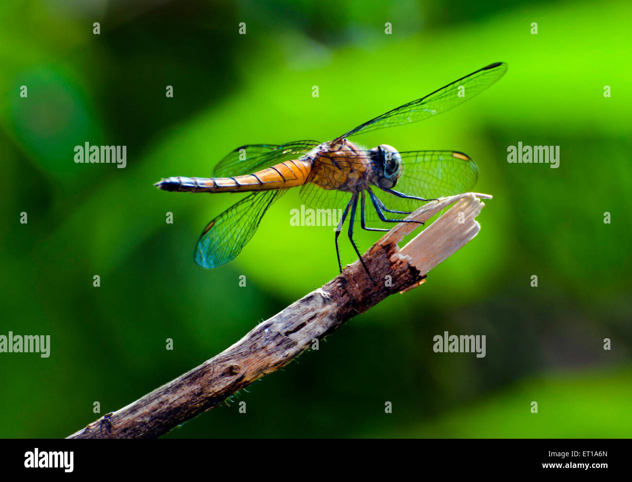 Dragonfly Botanical Garden Howrah West Bengal India Asia Stock Photo
