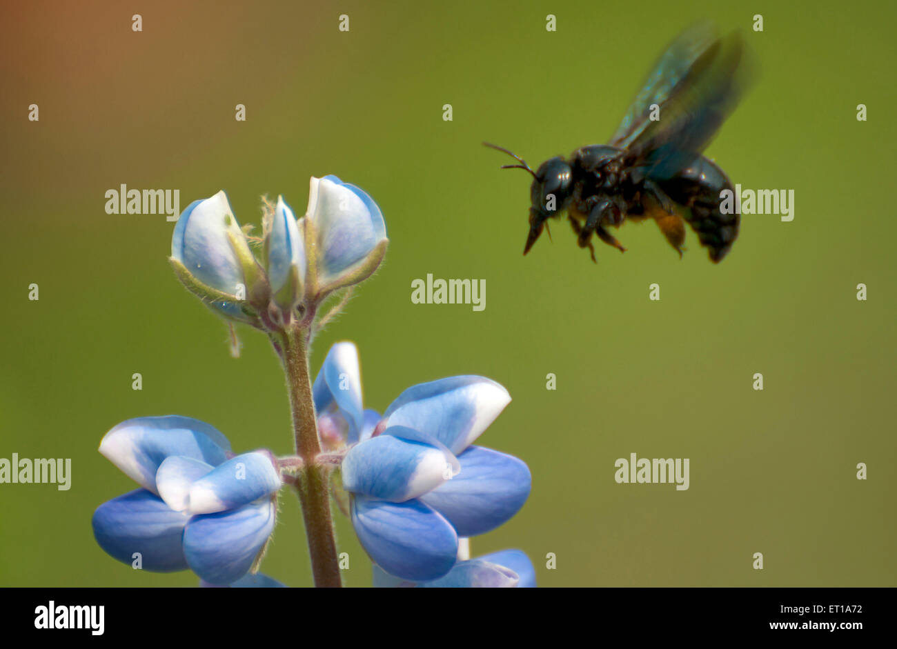 Honey Bee Collecting Nectar from Blue Flower Kolkata India Asia Stock Photo