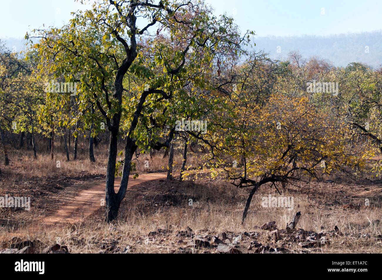 Trees of Spring Time Panna National Park Khajuraho Madhya Pradesh India Asia Stock Photo