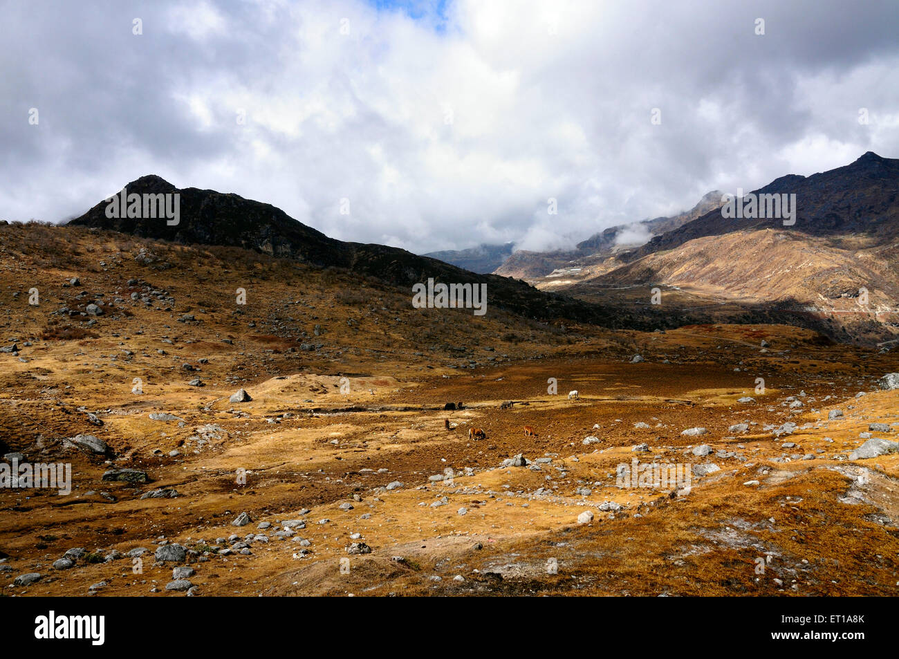 Kupup Valley Sikkim India Asia Stock Photo