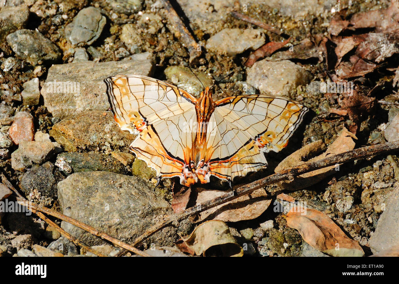 Cyrestis Thyodamas Butterfly Sikkim India Stock Photo