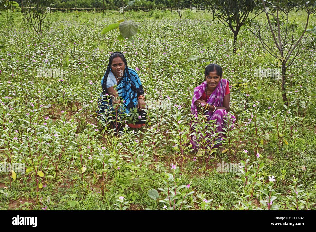 Rural women amidst harvest of flower initiative started by NGO Chinmaya Organization of Rural Stock Photo