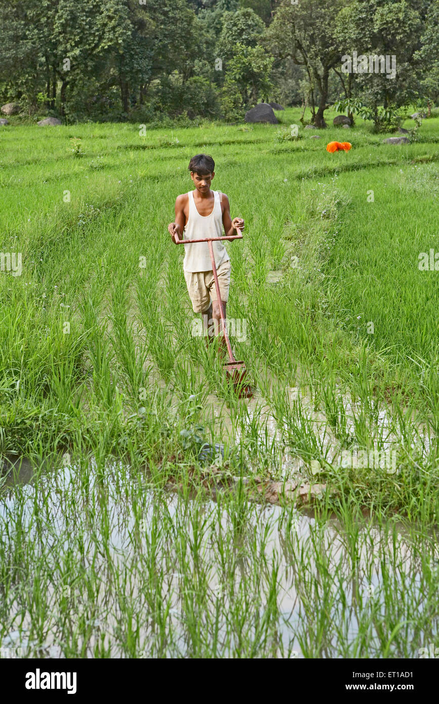 Rural youth using weeding implement in paddy field socio economic initiative by NGO Chinmaya Organization of Rural Development Stock Photo