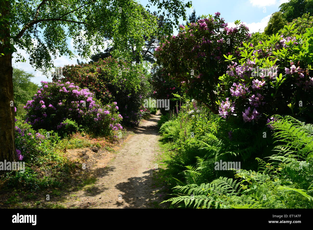 An English country garden Stock Photo