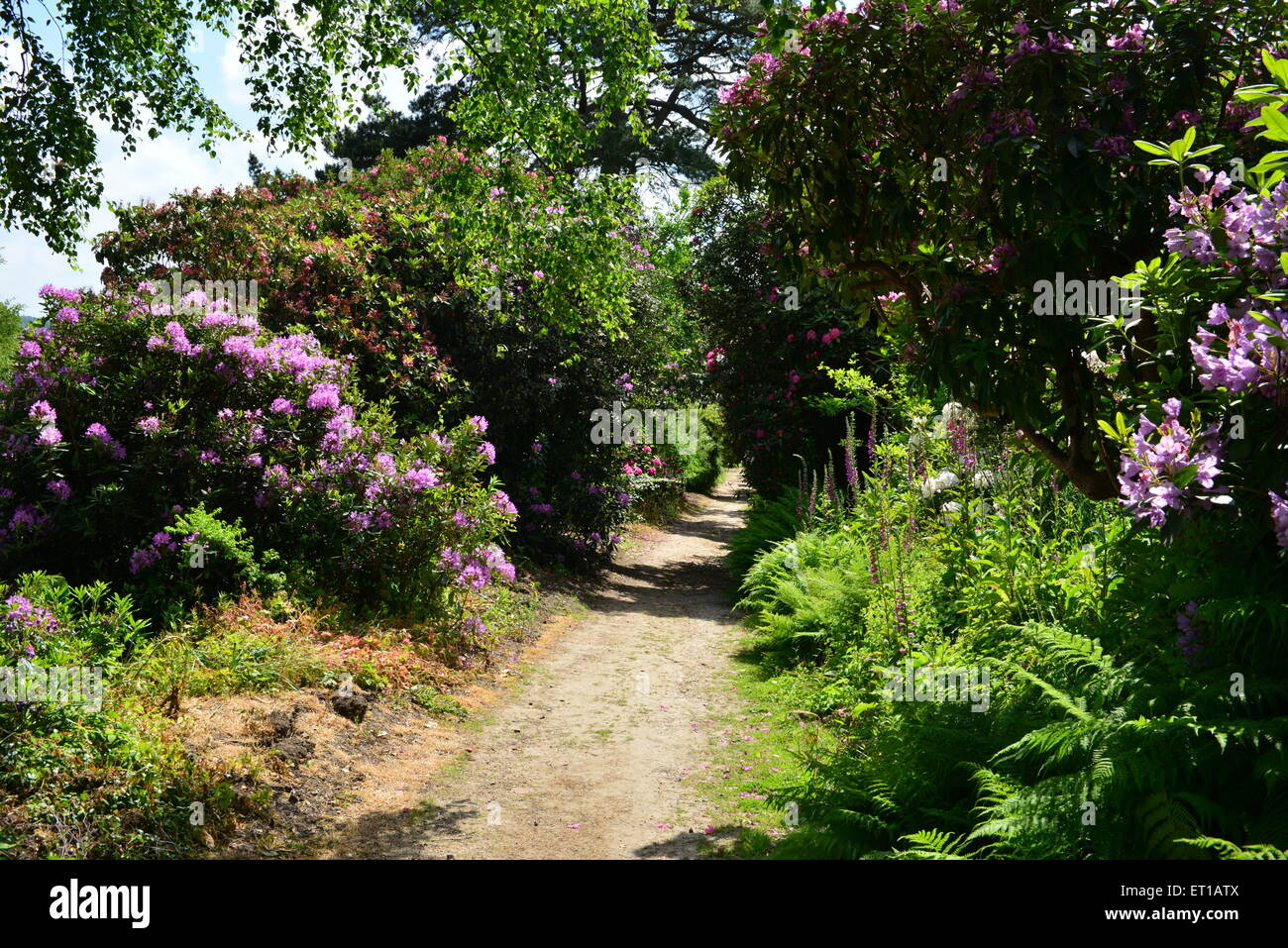 An English country garden Stock Photo - Alamy