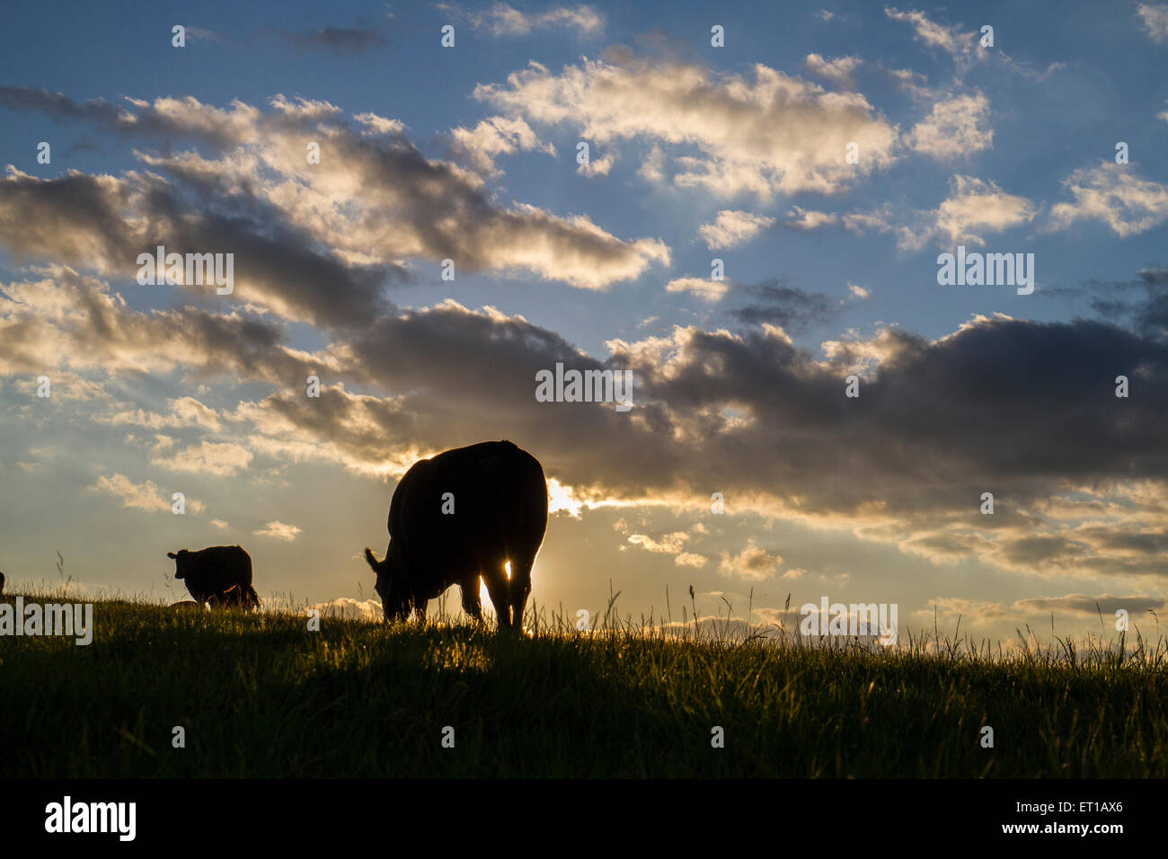 cows in field silhouetted by sunset and clouds Stock Photo - Alamy