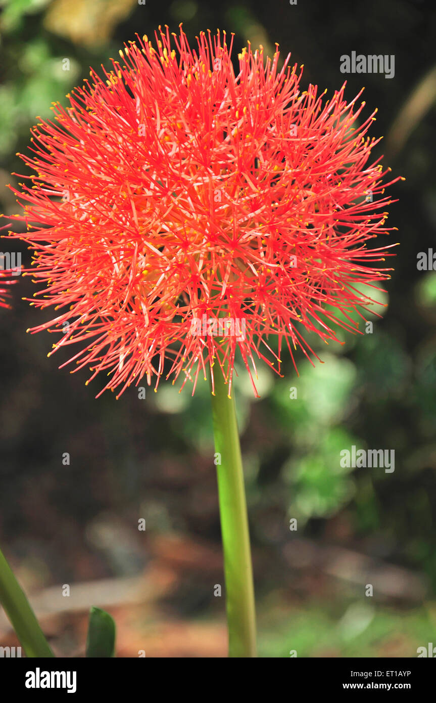 Touch me not flower ; Mimosa flower ; dandelion flower ; Athradi ; Manipal ; Karnataka ; India Stock Photo