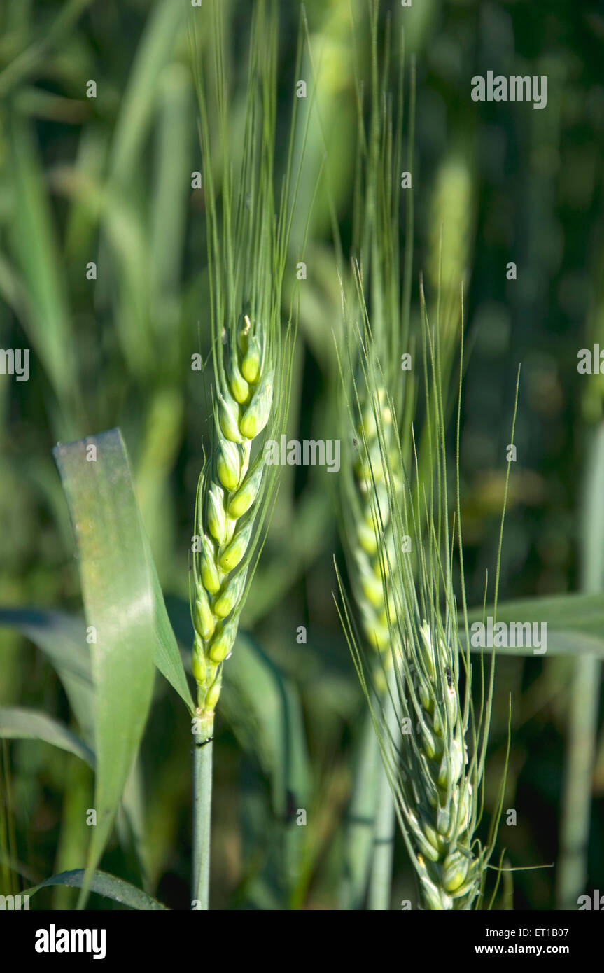Wheat crop ; Solapur ; Maharashtra ; India Stock Photo