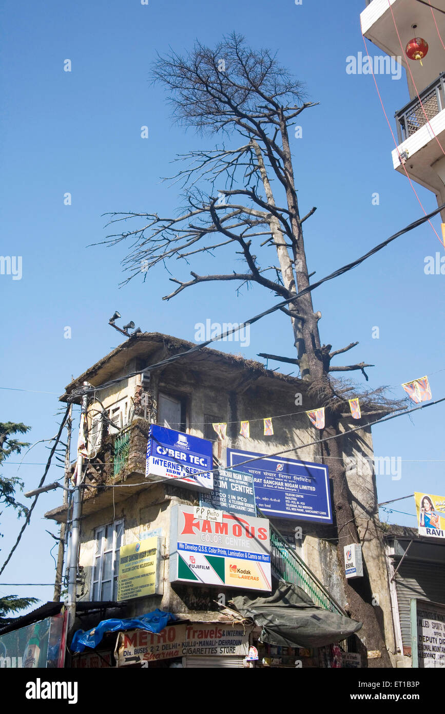 Old building sign boards and barren tree ; Mcleod Ganj ; Himachal Pradesh ; India Stock Photo