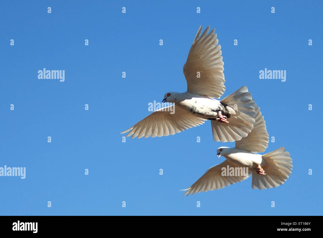 Two white pigeons flying, Ajmer, Rajasthan, India, Asia Stock Photo