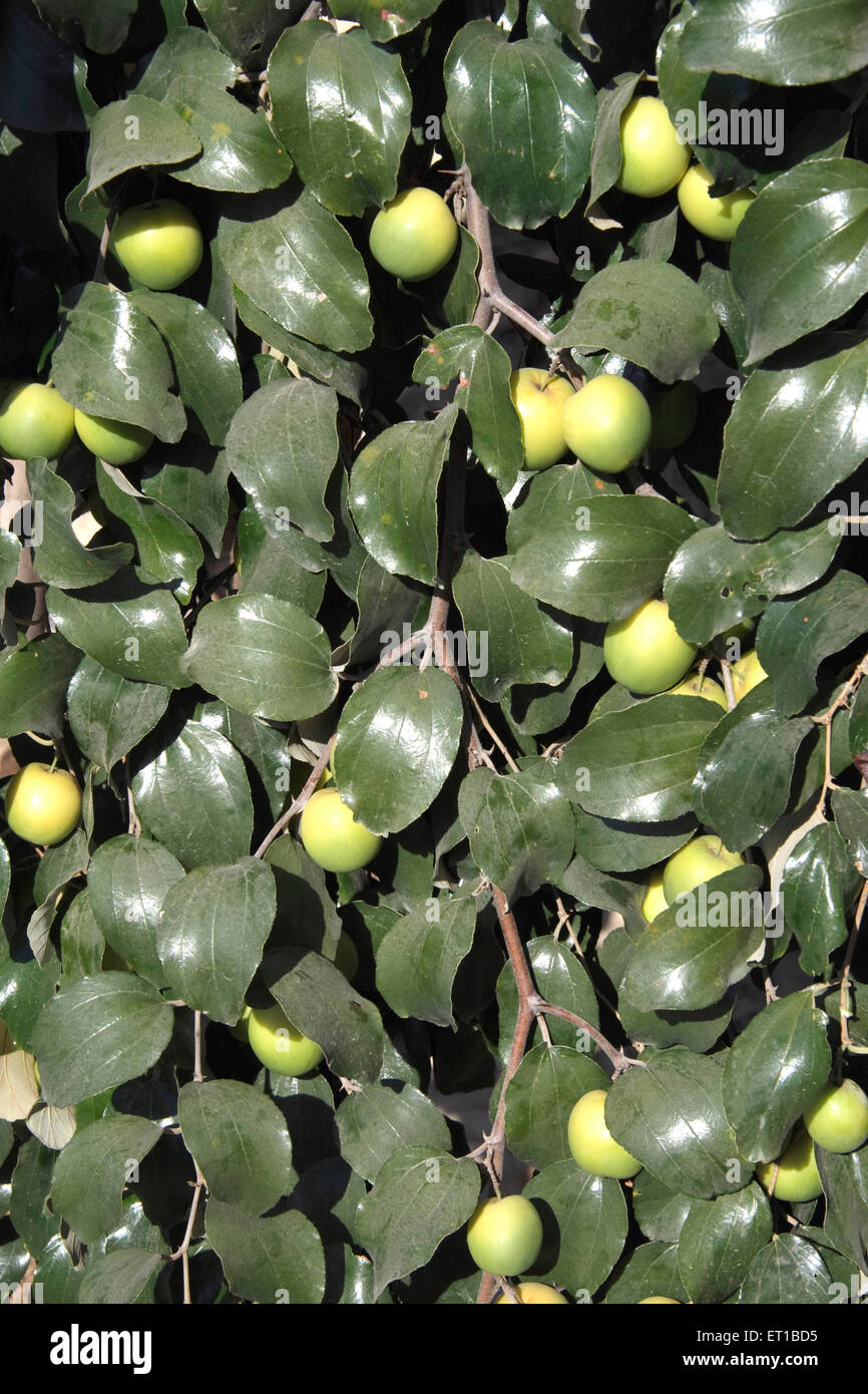 Ziziphus mauritiana, Indian jujube, Indian plum, Chinese date, Chinese apple, dunks, jujube fruit, Kutch, Gujarat, India Stock Photo