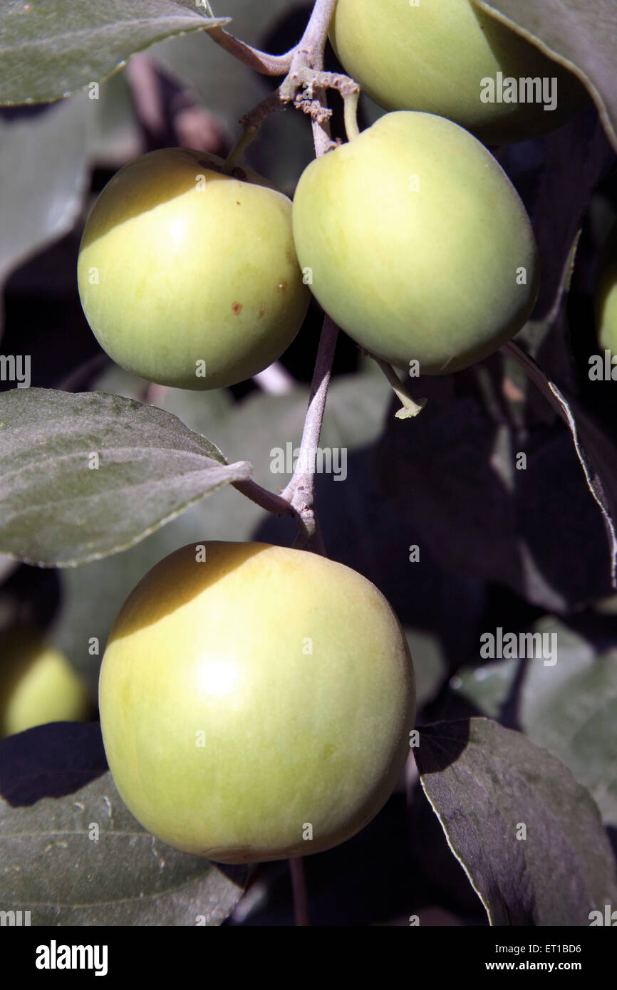 Ziziphus mauritiana, Indian jujube, Indian plum, Chinese date, Chinese apple, dunks, jujube fruit, Kutch, Gujarat, India Stock Photo