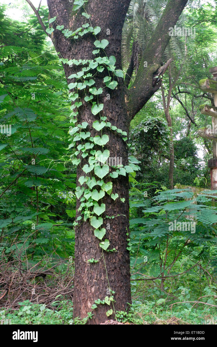 Tree with creeper ; Sanjay Gandhi National Park ; Borivali ; Bombay ; Mumbai ; Maharashtra ; India ; Asia ; Asian ; Indian Stock Photo